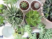 niche retail wholesale plant