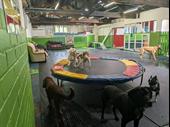 doggy day care centre