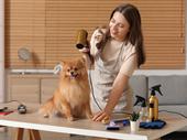 well established dog grooming