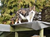 boarding cattery licensed for